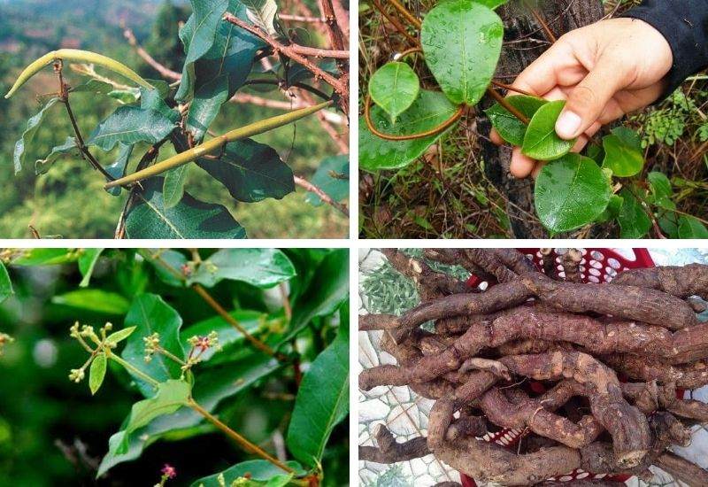 Cao Hà Thủ Ô – Kinh nghiệm chọn nguyên liệu và nấu cao đạt chuẩn